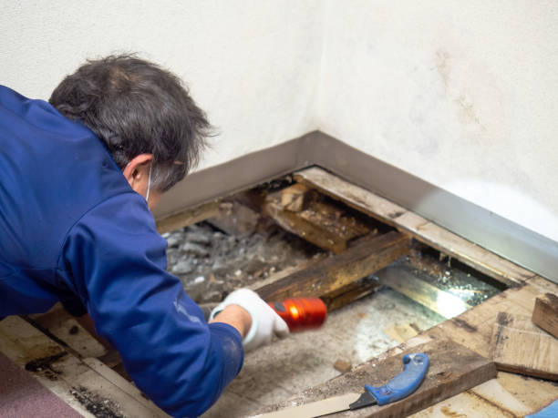 Best Professional Mold Removal  in Mount Hore, WI