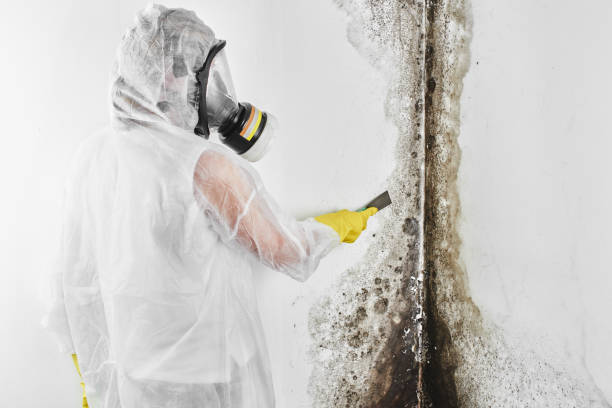 Mold Removal and Inspection in Mount Hore, WI