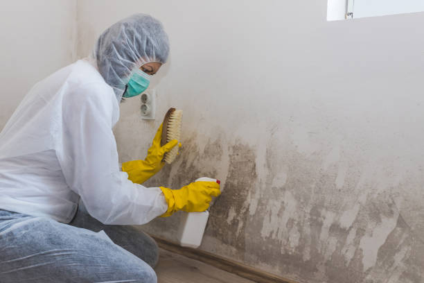 Best Mold Removal Company Near Me  in Mount Hore, WI