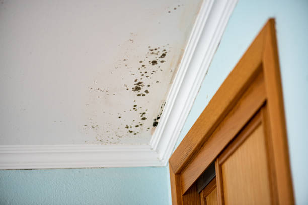 Best Office Mold Removal Services  in Mount Hore, WI