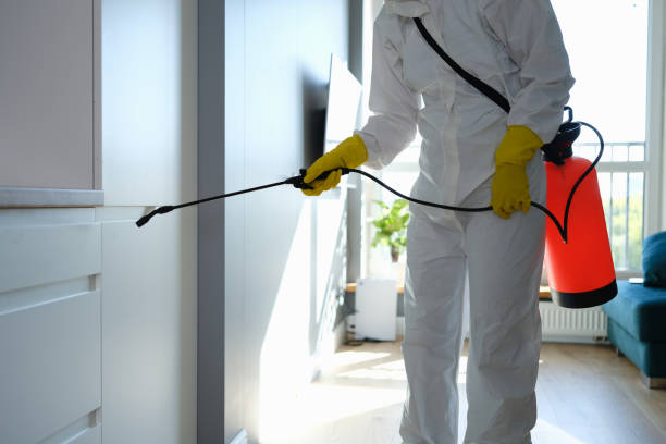 Best Toxic Mold Removal  in Mount Hore, WI