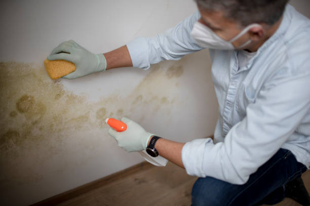 Best Best Mold Removal Companies  in Mount Hore, WI