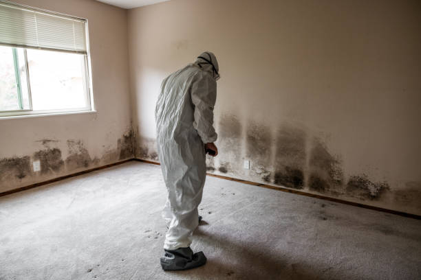 Best Black Mold Removal  in Mount Hore, WI