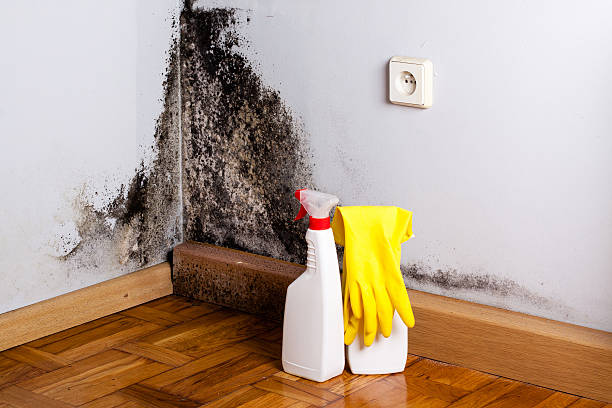 Best Certified Mold Removal  in Mount Hore, WI