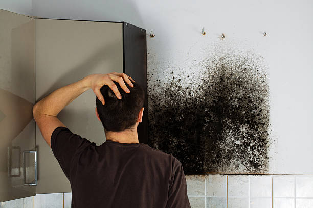 Attic Mold Removal in Mount Hore, WI