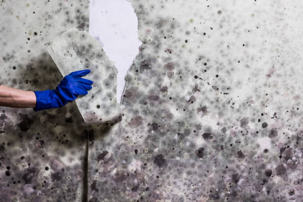 Best Local Mold Removal Service  in Mount Hore, WI