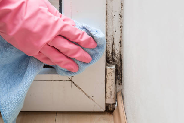 Best Best Mold Removal Companies  in Mount Hore, WI