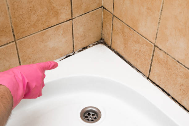 Best Mold Damage Repair  in Mount Hore, WI