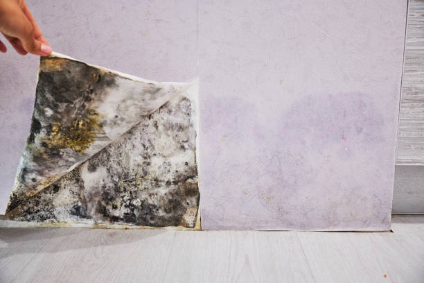 Best Affordable Mold Removal  in Mount Hore, WI